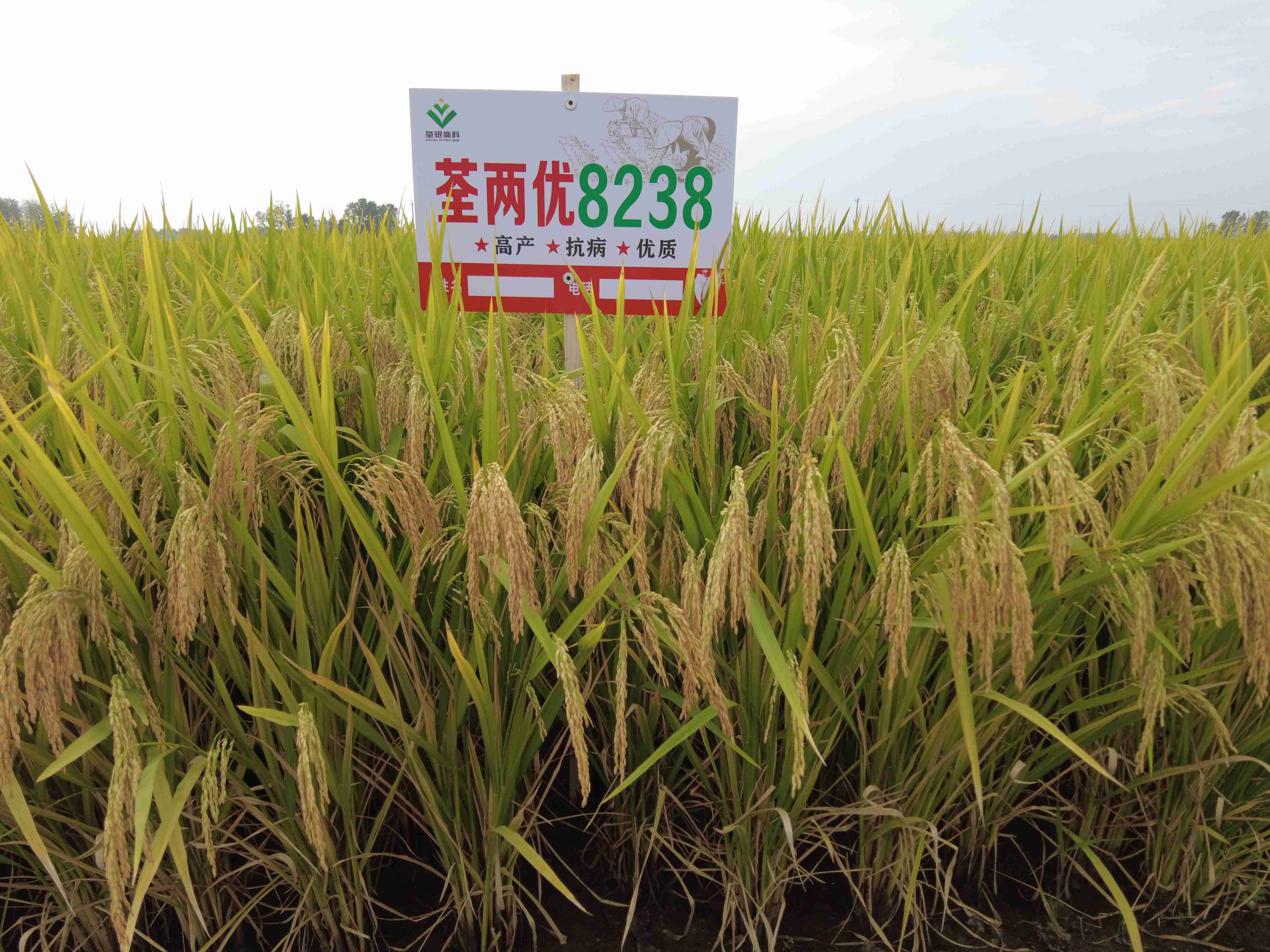 荃兩優8238-1.jpg 荃兩優8238-1.jpg